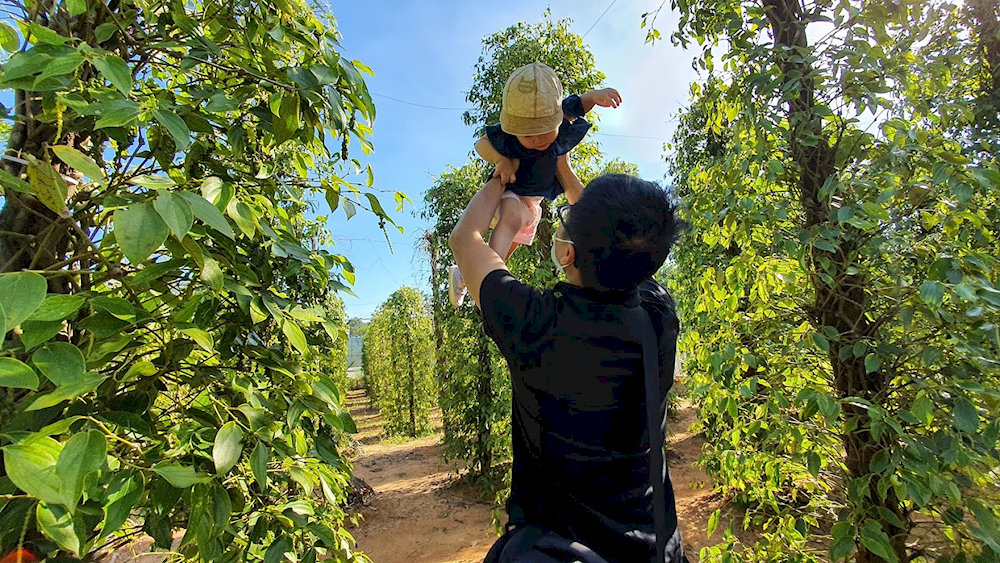 Visitors can check in and visit Huynh Thy pepper farm for free